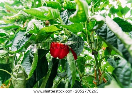 Ripe red bell pepper in a greenhouse in between green leaves.