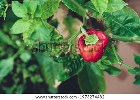 Similar – Bell Peppers Capsicum Growing In Greenhouse