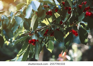 Ripe red cherries hanging gracefully on a branch surrounded by lush green leaves, bathed in warm natural sunlight.  - Powered by Shutterstock