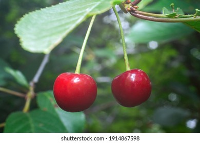 Sweet Cherry Tree Images Stock Photos Vectors Shutterstock