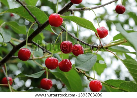 Similar – Image, Stock Photo Cherries (shortly before harvest)