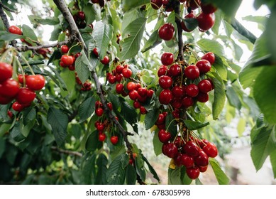 Arbol De Cereza Imagenes Fotos De Stock Y Vectores Shutterstock