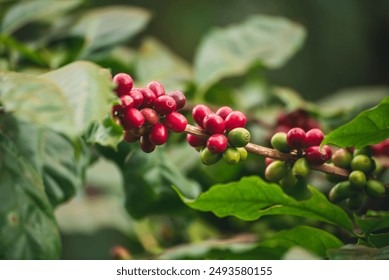 Ripe Red coffee bean berry plant fresh seed coffee tree growth in green eco organic farm. Close up red ripe seed robusta arabica berries harvest for  coffee garden. Fresh coffee bean green leaf bush - Powered by Shutterstock