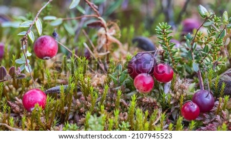 ripe red cranberries in green moss on swamp