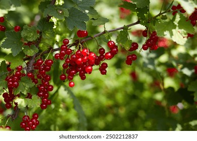 Ripe red currant berries on a branch in the garden. Organic farming, healthy food  - Powered by Shutterstock