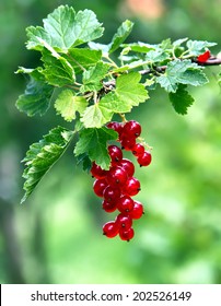 Ripe Red Currant On The Bush.