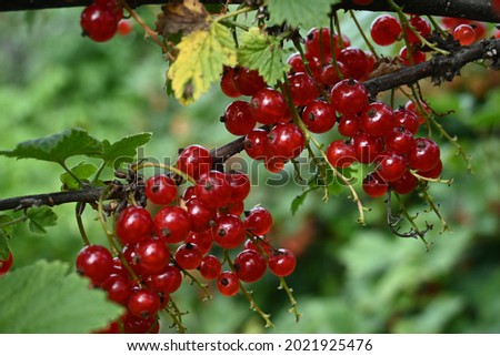 Ripe red currants plant closeup. Red current on the bush plant with green leaves. Berry plantation and growing. Bunches of red currants on branches. Crop the ripe berries of red currants.