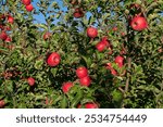 Ripe, red, delicious apples in the apple orchard.