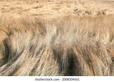 Ripe Red Fescue For Feed, Germany