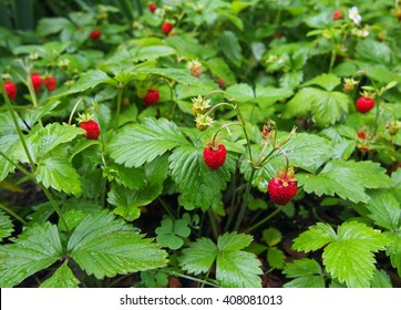 Ripe Red Fruits Of Strawberry Plant