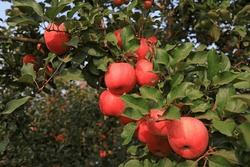 Ripe Red Fuji Apples On Branches, North China