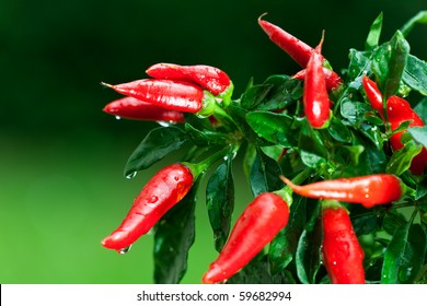 ripe red hot chili peppers on a tree