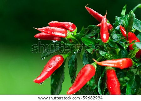 ripe red hot chili peppers on a tree