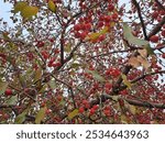 ripe red little apples, autumn crop