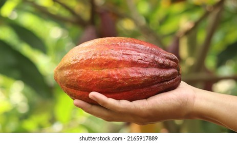 Ripe red orange yellow cocoa pod held by a young asian hand in farm. Cacao pod (Theobroma cacao L.) is a cultivated tree in plantations  and the basic ingredient for making chocolate. Fresh cocoa.