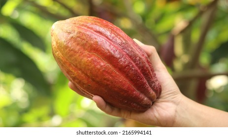 Ripe red orange yellow cocoa pod held by a young asian hand in farm. Cacao pod (Theobroma cacao L.) is a cultivated tree in plantations  and the basic ingredient for making chocolate. Fresh cocoa.
