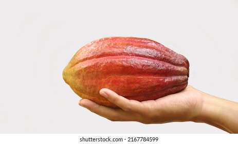 Ripe red orange yellow cocoa pod held by a young asian hand isolated on white background. Cacao pod (Theobroma cacao L.) is a cultivated tree in plantations. Fresh cocoa harvesting.  