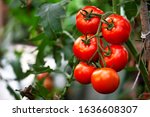 Ripe red organic tomato in greenhouse. Beautiful heirloom tomatoes