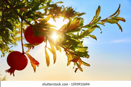 Ripe red pomegranate fruits at branch with leaves in glow of sunset sunlight and blue sky. Fruit growing pomegranates fruit garden horticulture. Shallow depth of field.