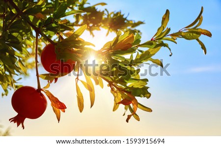 Ripe red pomegranate fruits at branch with leaves in glow of sunset sunlight and blue sky. Fruit growing pomegranates fruit garden horticulture. Shallow depth of field.