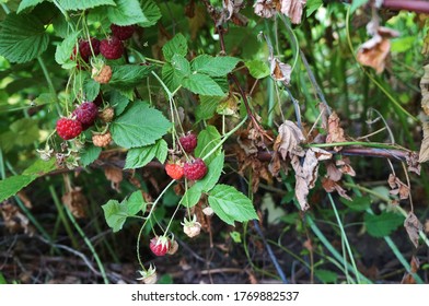 Ripe red raspberries on a bush