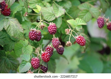 Ripe red raspberry, Rubus idaeus, fruit on the bush with a blurred background of leaves. - Shutterstock ID 2226857217