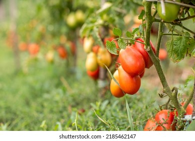 Ripe Red And Ripening Green And Yellowish Tomatoes Hanging And Growing In A Greenhouse In Summer. Eco Product. Tomato Background