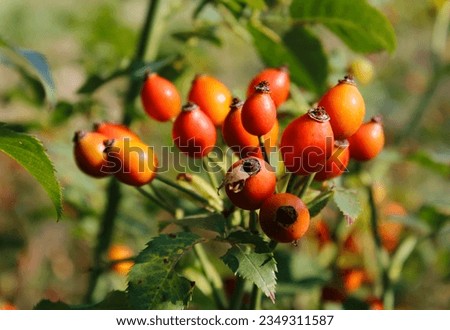 ripe red rose hips close-up [[stock_photo]] © 
