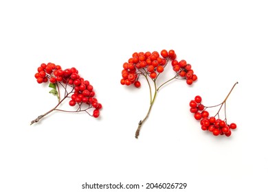 ripe red rowan berries on a white background
