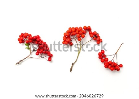 ripe red rowan berries on a white background