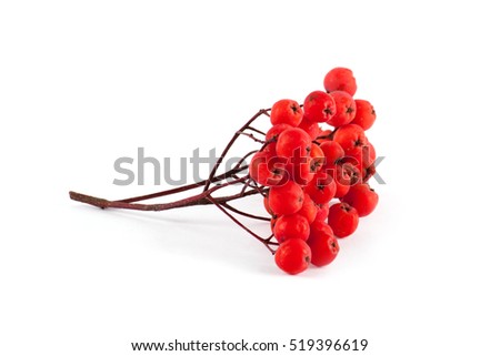 Ripe red rowan isolated on white background