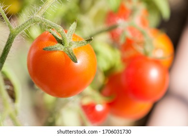 Ripe red small tomato fruit from above in front of blur tomatoes