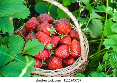 Ripe red strawberries in a basket on a green sunny clearing
