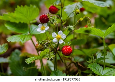 Reife rote Erdbeeren, Beeren und weiße Blumen auf der wilden Wiese, Nahaufnahme