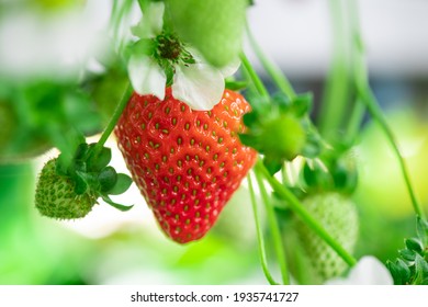 Ripe red strawberry surrounded by white petals of blossom and several small green berries - Powered by Shutterstock