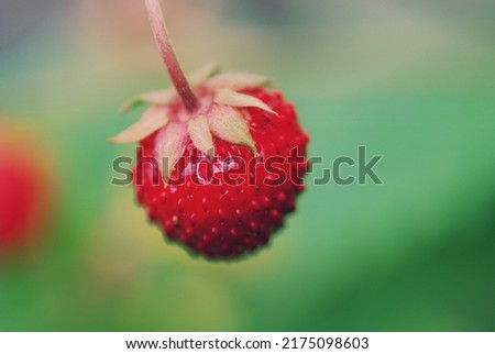 Similar – Image, Stock Photo red wild strawberry