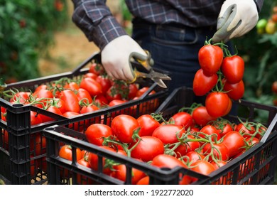 Ripe red tomatoes in the farmers hand. Greenhouse harvesting
