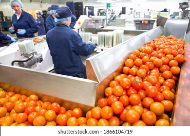 Ripe Red Tomatoes On Production Line In A Food Processing Plant