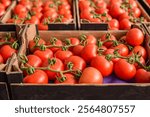 Ripe red tomatoes on the vine are packed in cardboard boxes, ready for distribution from greenhouse or market