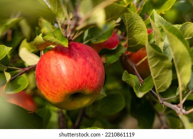 ripe red topaz apples on a tree - Shutterstock ID 2210861119