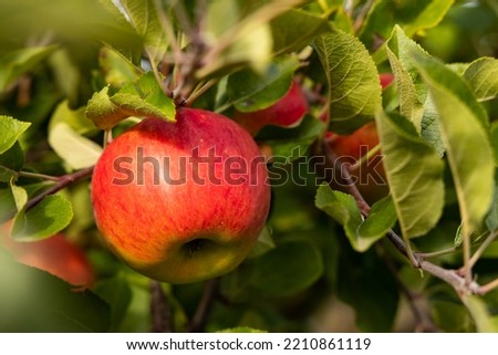 ripe red topaz apples on a tree