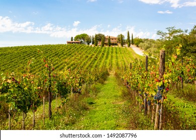 Ripe Red Wine Grapes Just Before Harvest In The Chianti Region Of Tuscany