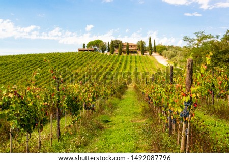 Ripe red wine grapes just before harvest in the Chianti region of Tuscany