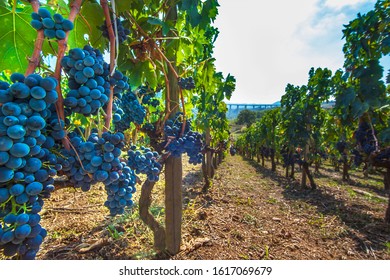 Ripe red wine grapes on vines at Picerno Basilicata Italy - Powered by Shutterstock