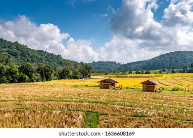 Ripe Rice Agriculture Field In Thailand. Northern Region In Mountains And Jungle. Field Of Ripe Rice Is Prepared For Harvest. Farm Building Near, Tropical Rainforest And Mountain In Far. Agriculture.