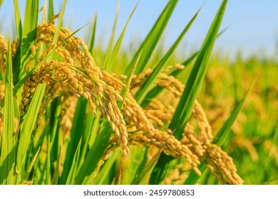 Ripe rice in farm fields. autumn harvest season. - Powered by Shutterstock