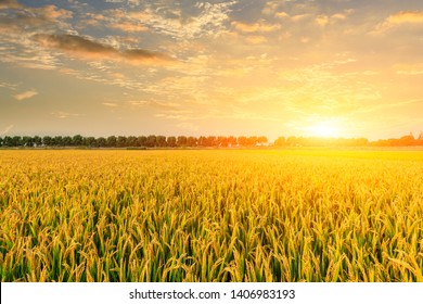 Ripe rice field and sky background at sunset time with sun rays - Powered by Shutterstock