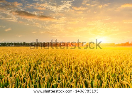 Ripe rice field and sky background at sunset time with sun rays ストックフォト © 