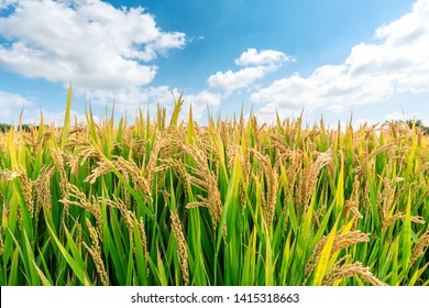 Ripe rice field and sky landscape on the farm - Shutterstock ID 1415318663