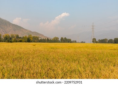 Ripe Rice Field In The Swat Valley, Pakistan